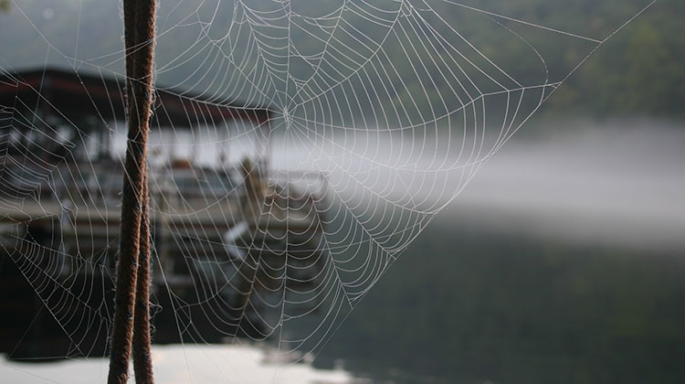 Photo showing a spider's web