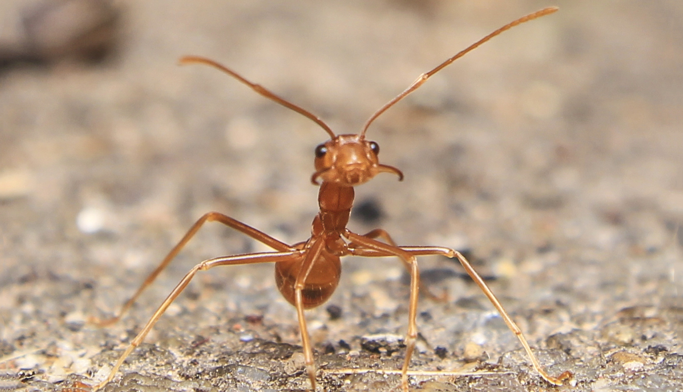 A Homeowners’ Guide to Missouri Fall Pests Steve's Pest Control