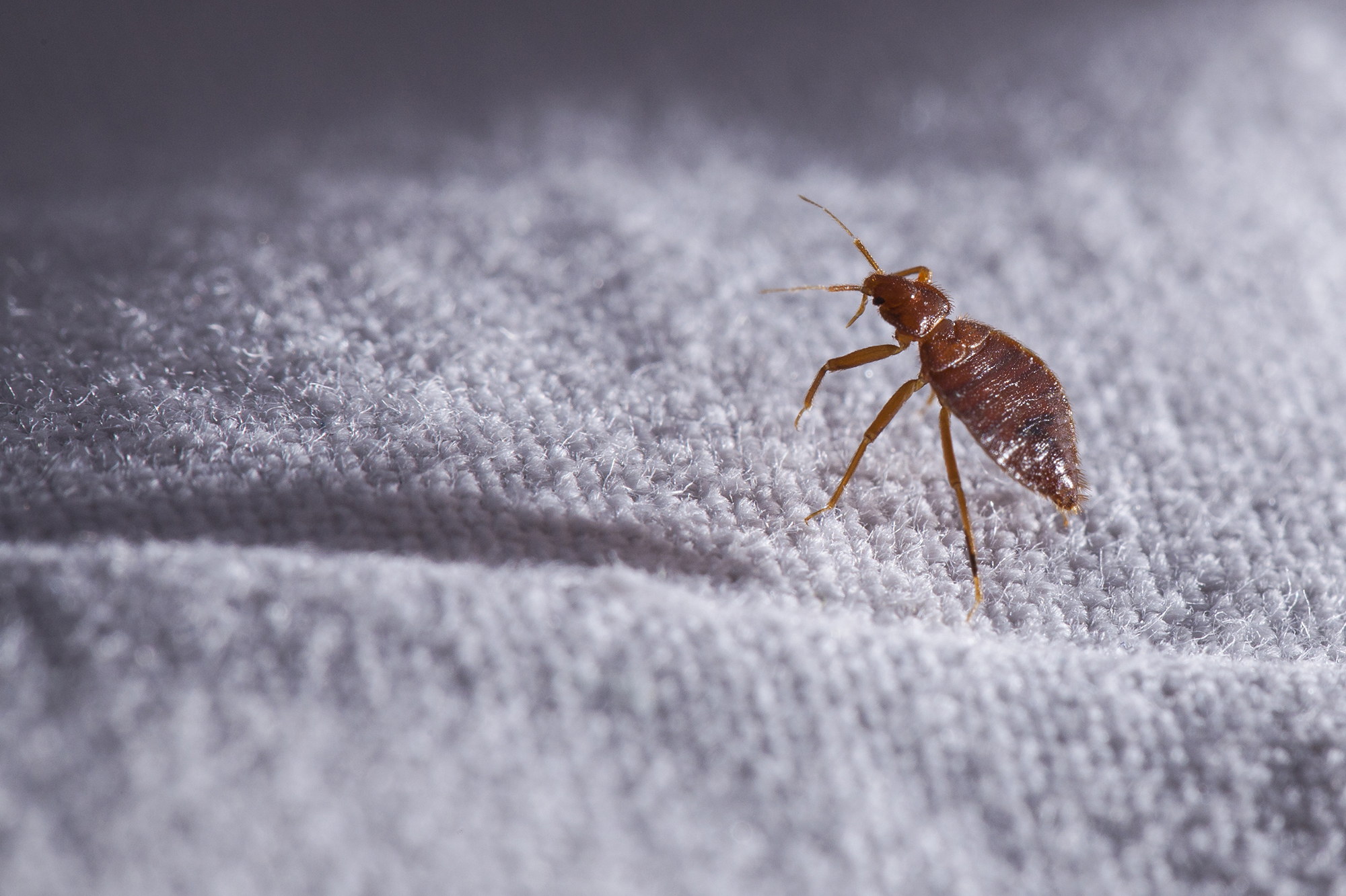 Photo of a bed bug on top of sheets