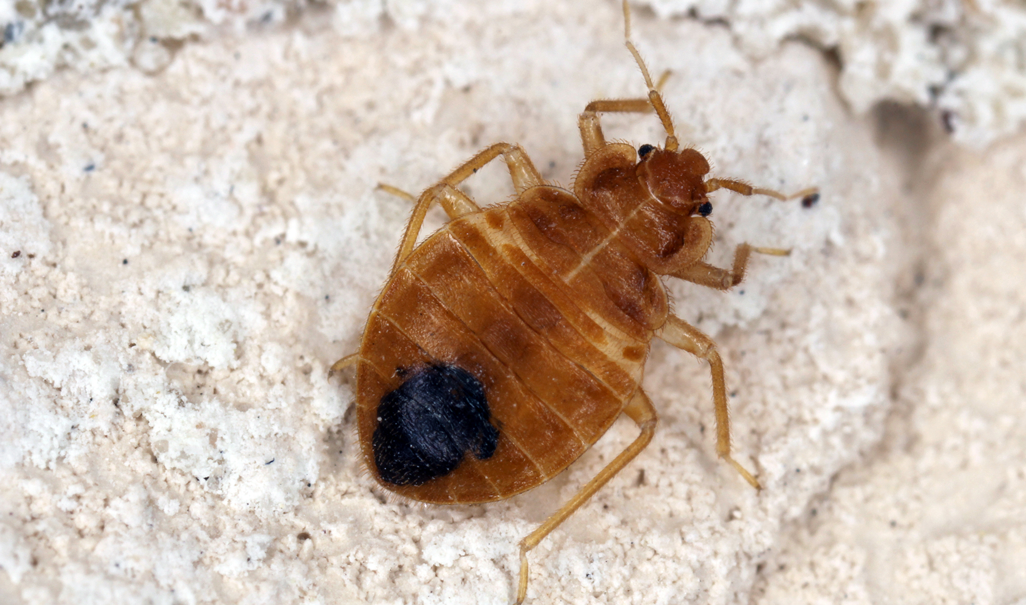 Photo of a bed bug, a pest that can be taken care of by calling Steve's Pest Control