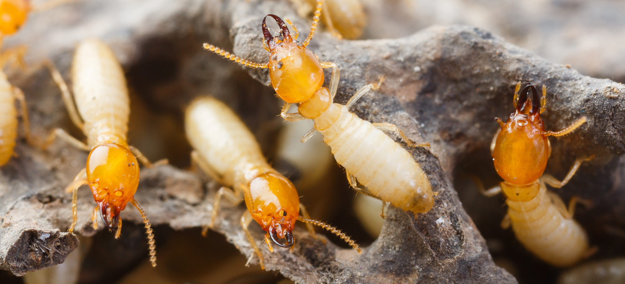 Photo of multiple termites walking on a piece of wood