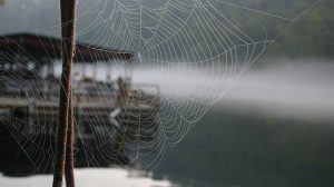 A spider builds a web on a dock