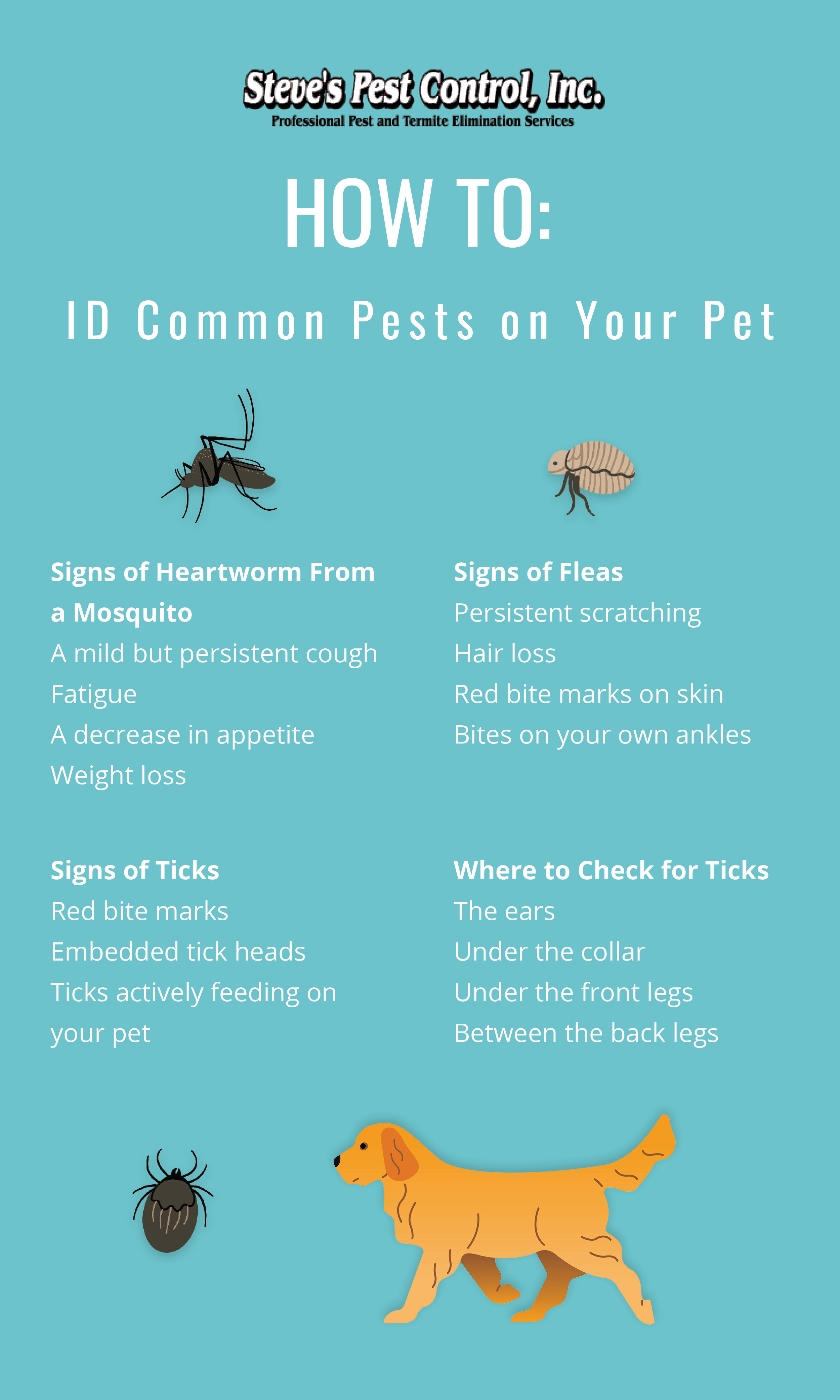 Steve’s Pest Control | Protect Your Pet from Winter Pests