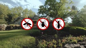 Keep out wasps, spiders, and ants this mid-Missouri spring with Steve's Pest Control