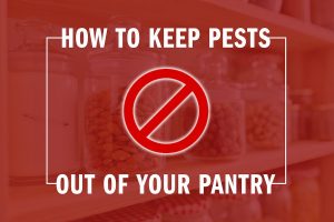 How to pest-proof your mid-Missouri home's pantry