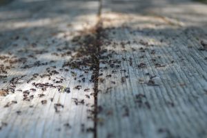Swarm of ants on a wooden dock. Steve's Pest Control can fix your ant problem in Lake Ozark, MO