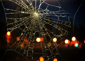 Spider web outside at night. Steve's Pest Control exterminates spiders in the Lake Ozark, MO area.