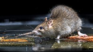 Brown Rat by the Lake. Steve's Pest Control Will Handle Your Lake Ozark, MO Rodent Problem.