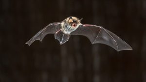Bats Are A Common Summer Problem to Lake Houses in Mid-Missouri, But Steve's Pest Control Can Help